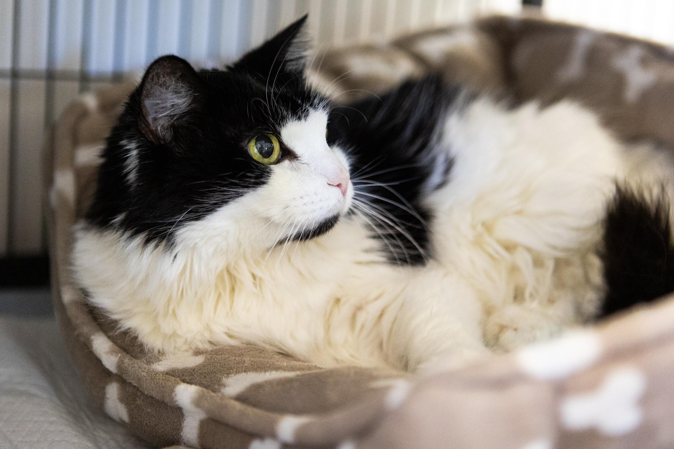 Lucy 2, a ADOPTABLE Domestic Long Hair in Branford, CT image 3/3