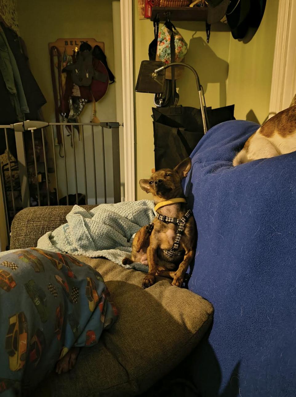 Enlarge Bug, a Adoptable mixed breed in Oakville, ON image 4/6