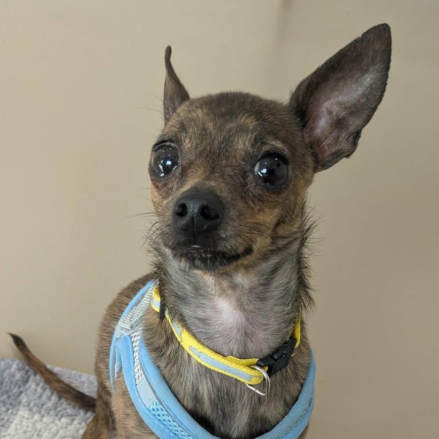 Enlarge Bug, a Adoptable mixed breed in Oakville, ON image 1/6