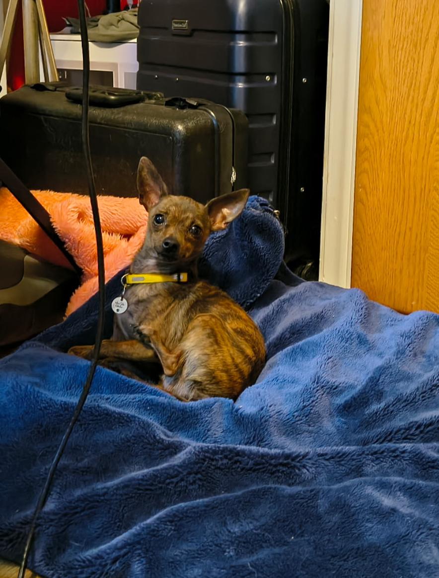 Enlarge Bug, a Adoptable mixed breed in Oakville, ON image 2/6