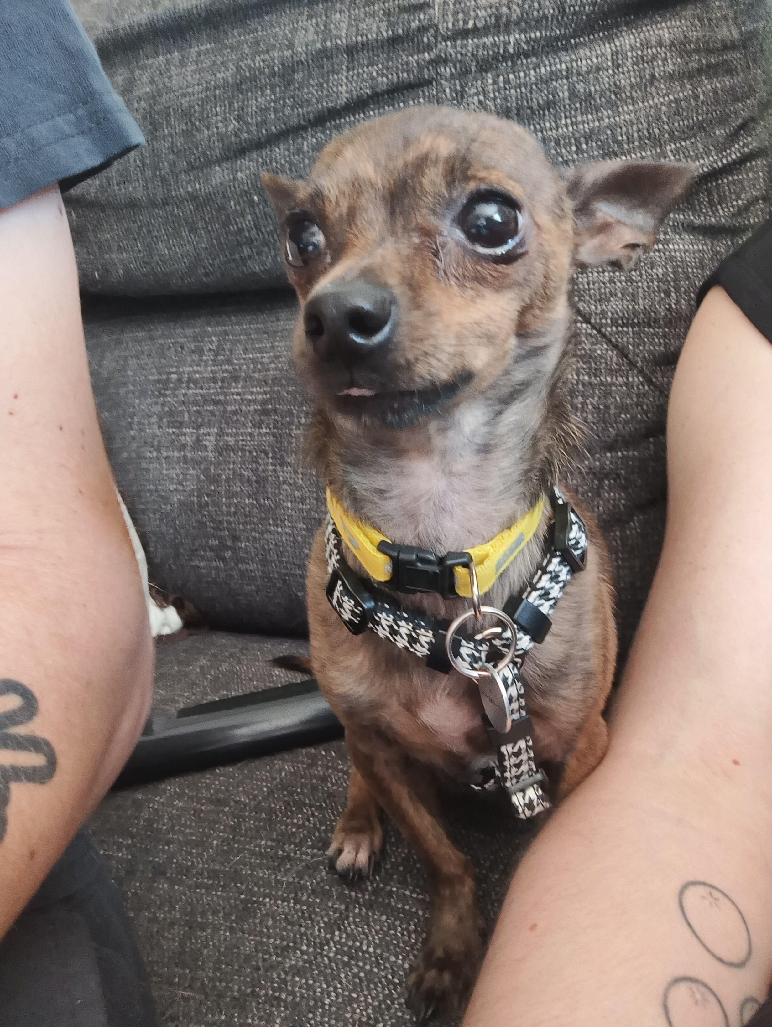 Enlarge Bug, a Adoptable mixed breed in Oakville, ON image 3/6