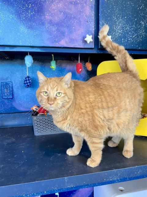 DEMI, Adoptable, Adult Female Domestic Medium Hair.