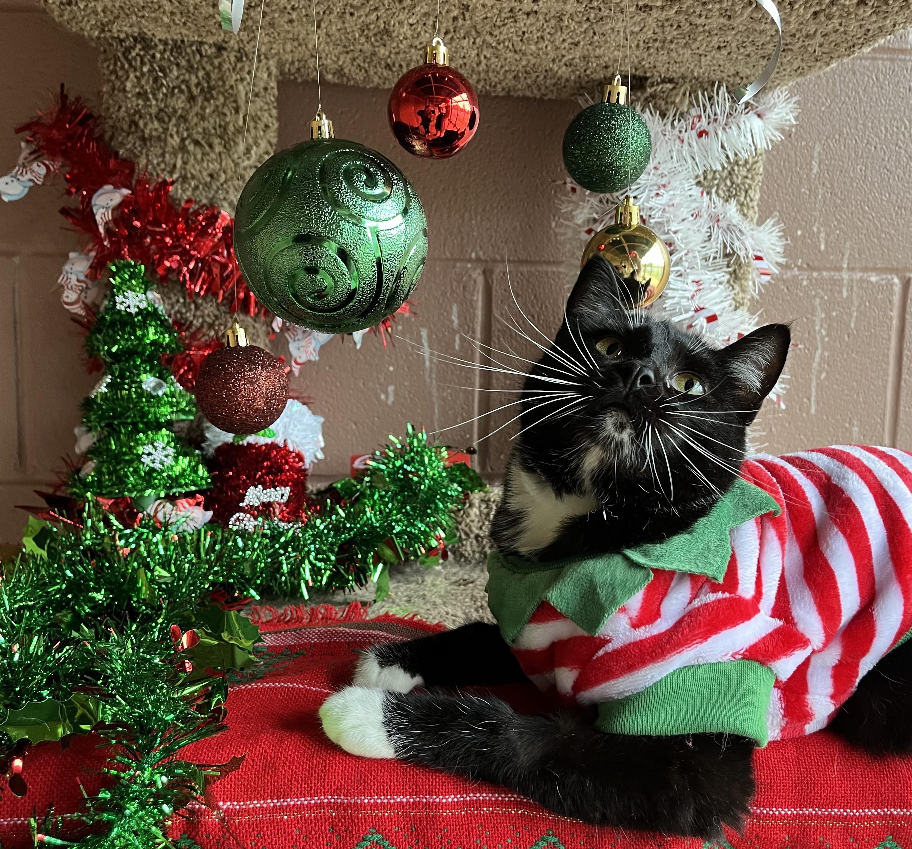 Rockella — thumbnail 3