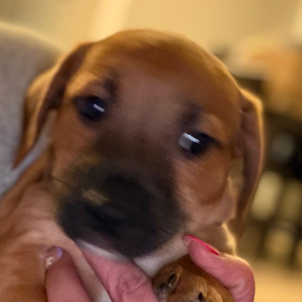 Pikachu - black, Adoptable, Puppy Male Hound & Labrador Retriever.