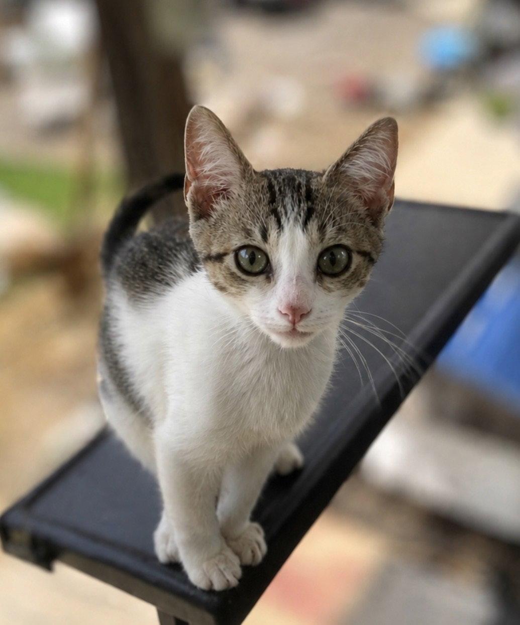 Jameson, Adoptable, Young Male Domestic Short Hair.