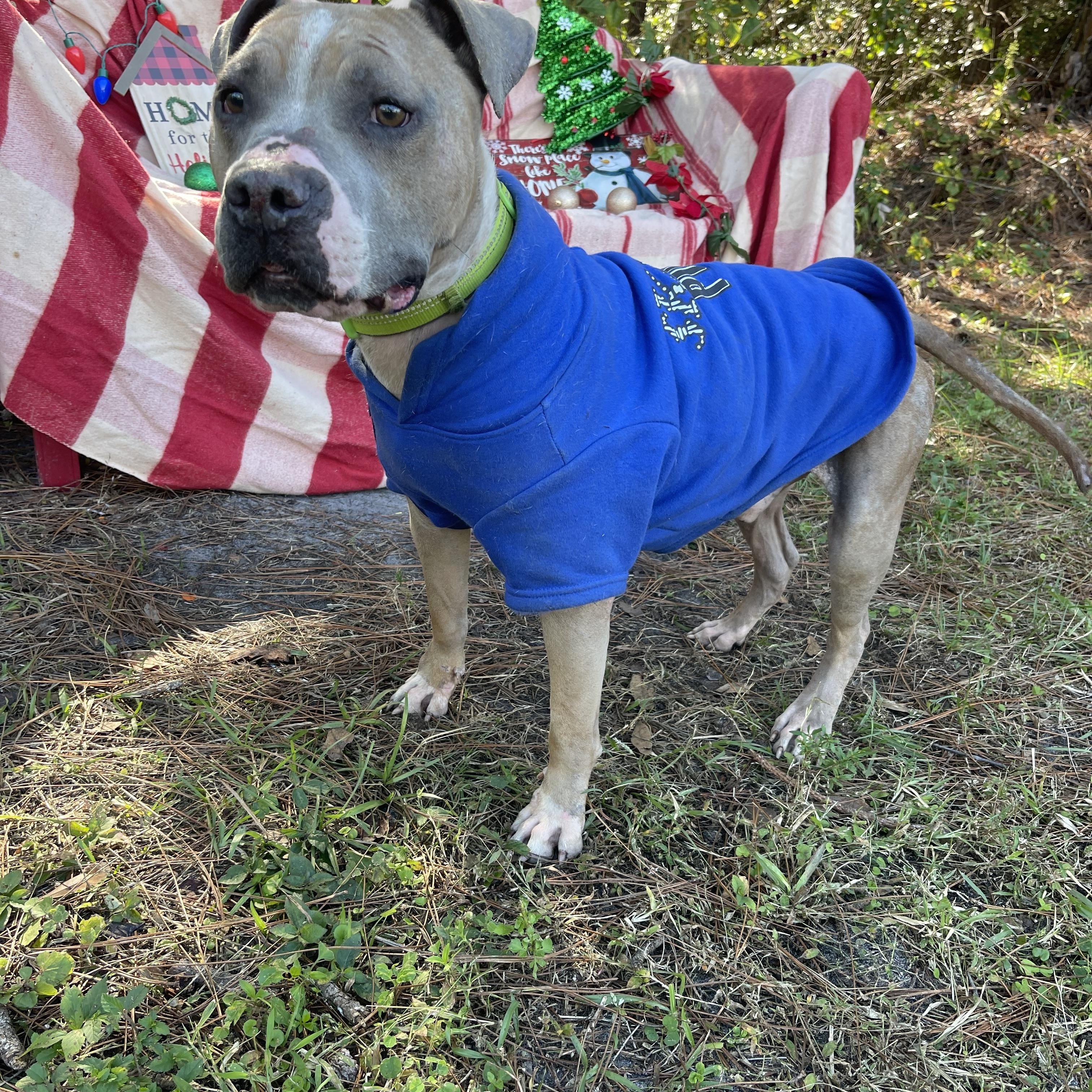 Chapo, a Adoptable mixed breed in Sebring, FL image 5/5