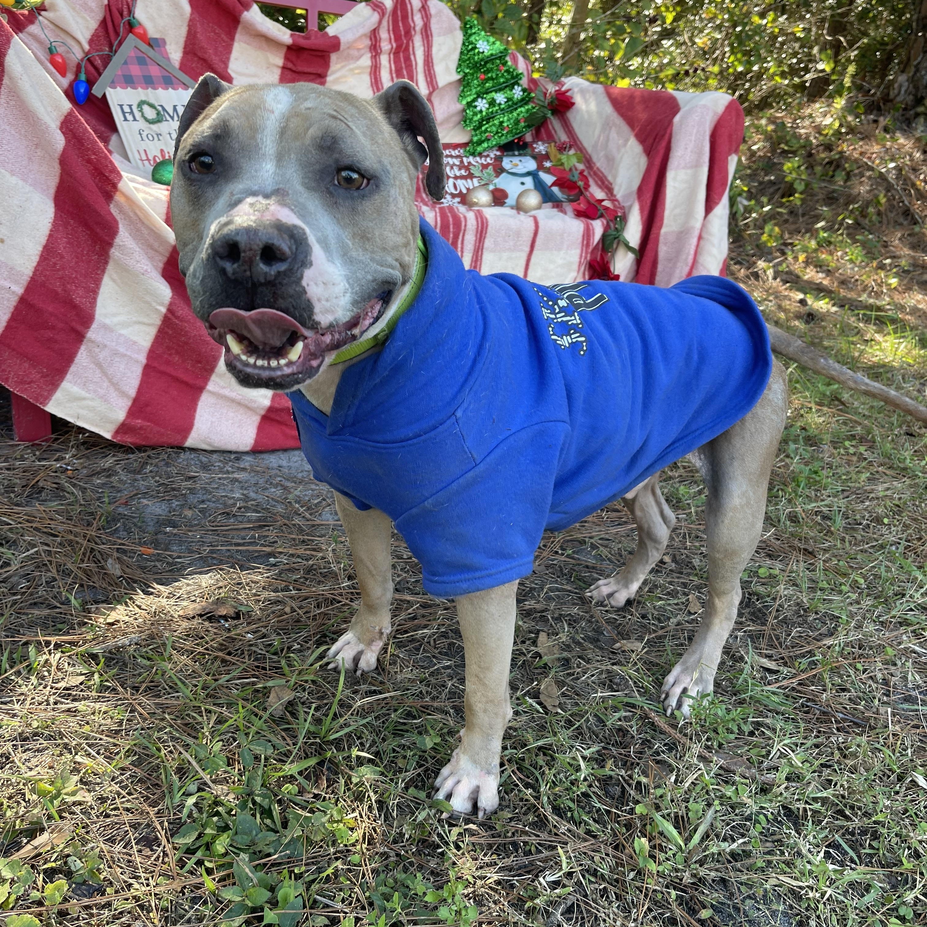 Chapo, a Adoptable mixed breed in Sebring, FL image 2/5