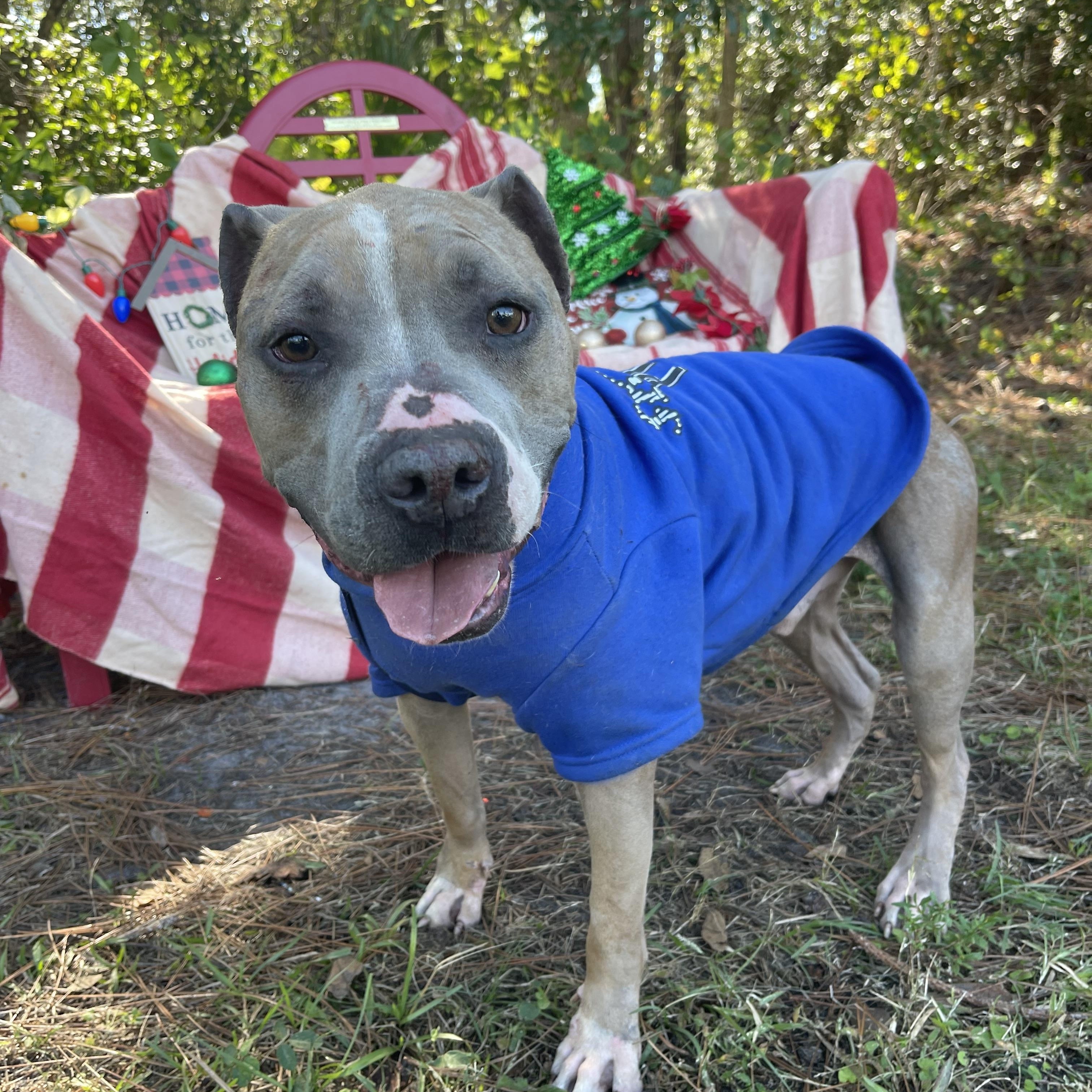 Chapo, a Adoptable mixed breed in Sebring, FL image 3/5
