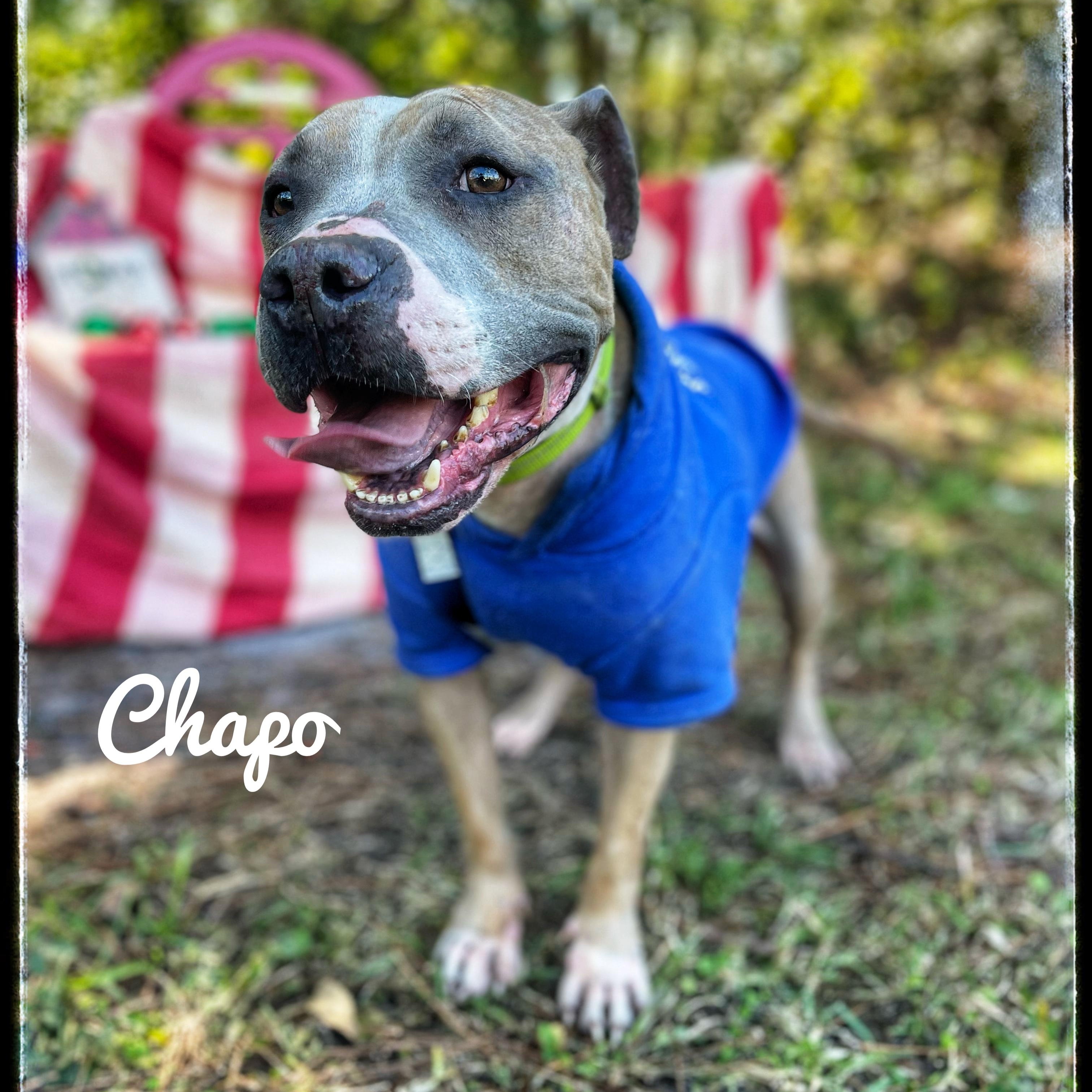 Chapo, a Adoptable mixed breed in Sebring, FL image 1/5