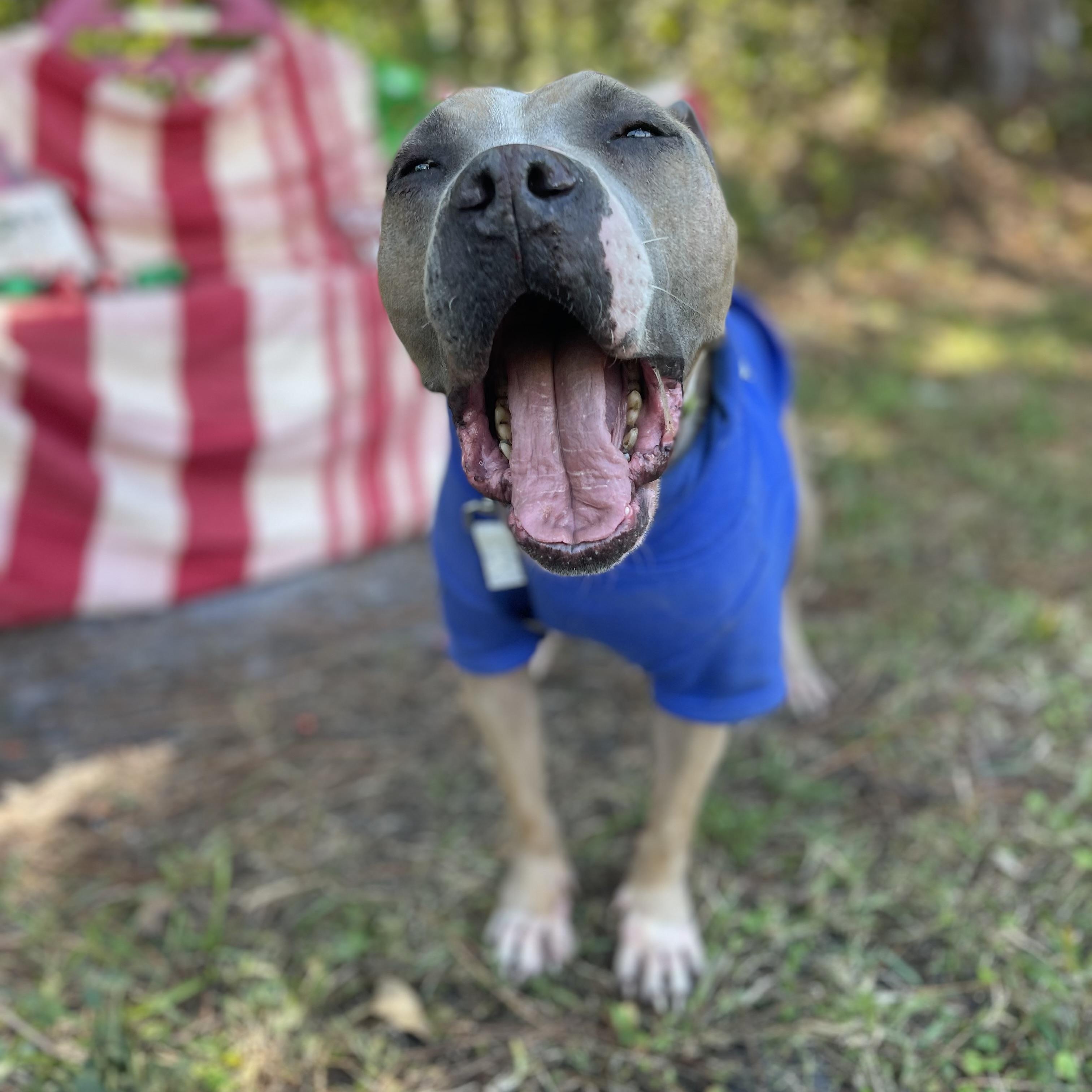 Chapo, a Adoptable mixed breed in Sebring, FL image 4/5