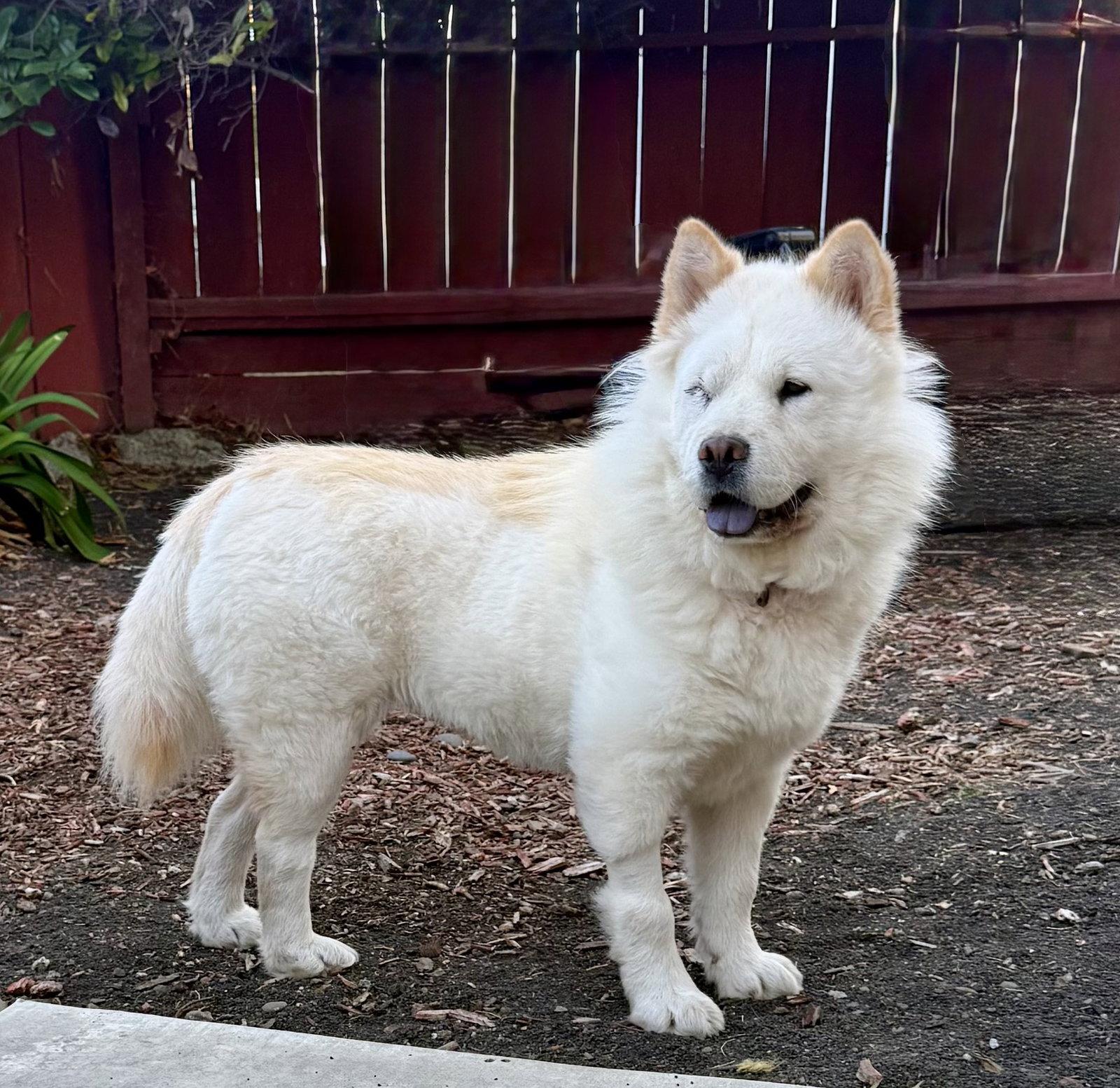 Enlarge Broccoli Beef, a Adoptable Chow Chow in Palo Alto, CA image 1/2