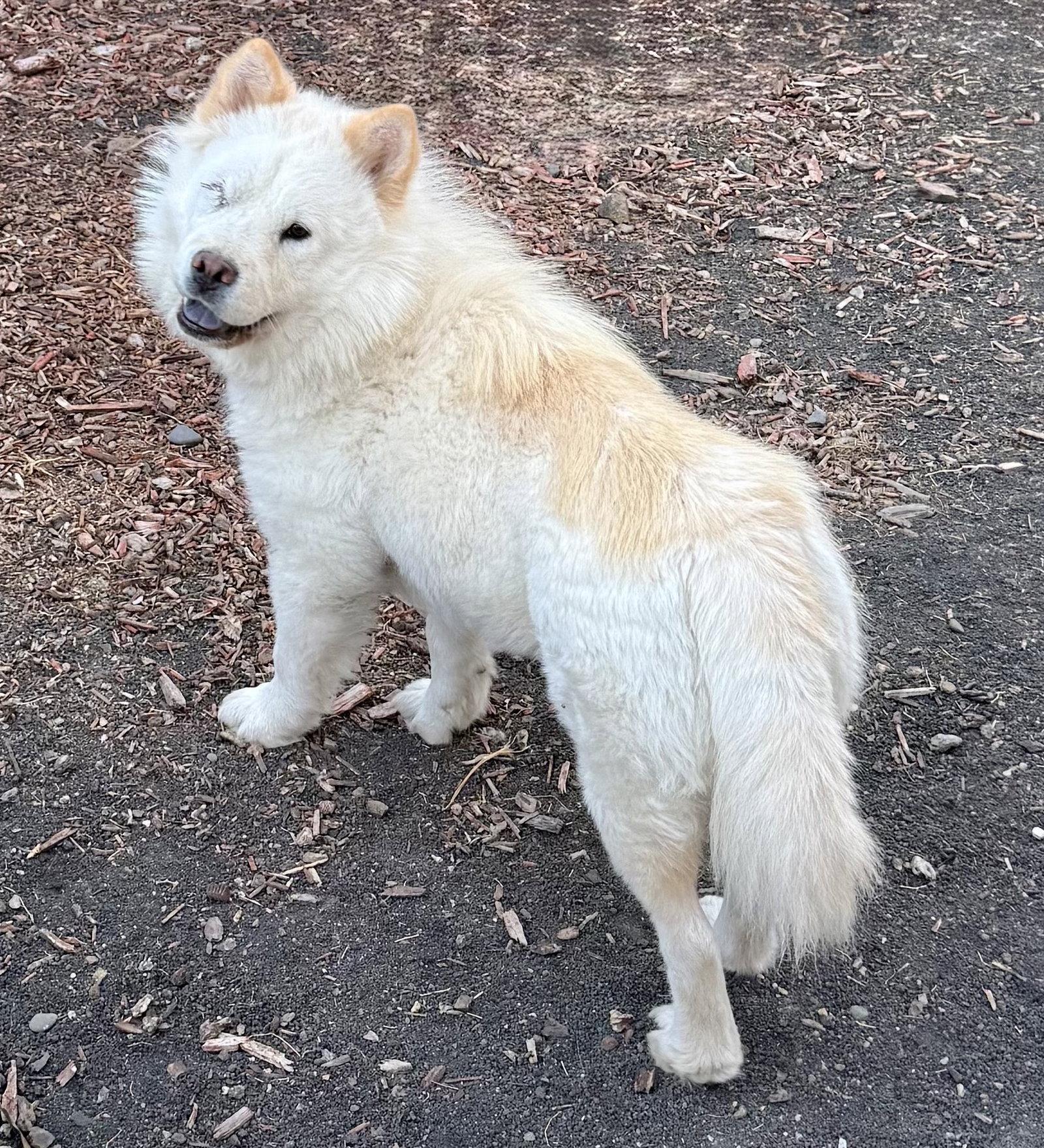 Enlarge Broccoli Beef, a Adoptable Chow Chow in Palo Alto, CA image 2/2