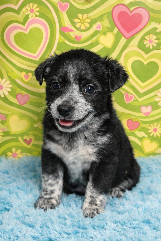 Coffee Crew - Latte - Release date 1/30/26, a Adoptable mixed breed in Sumter, SC image 1/6