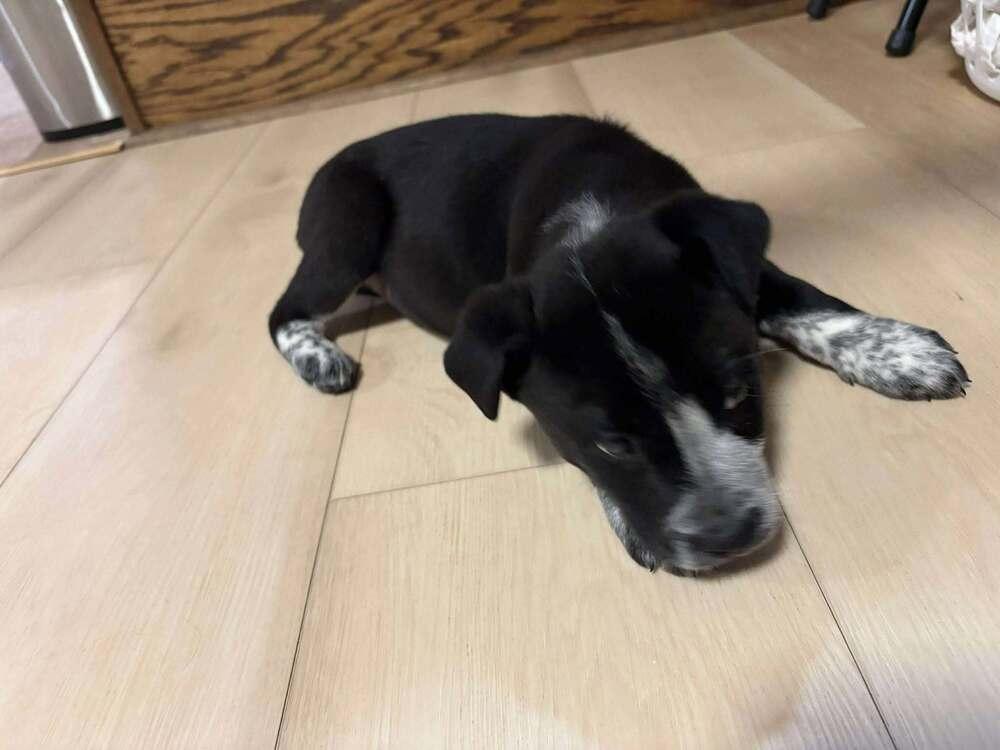 Coffee Crew - Latte - Release date 1/30/26, a Adoptable mixed breed in Sumter, SC image 2/6