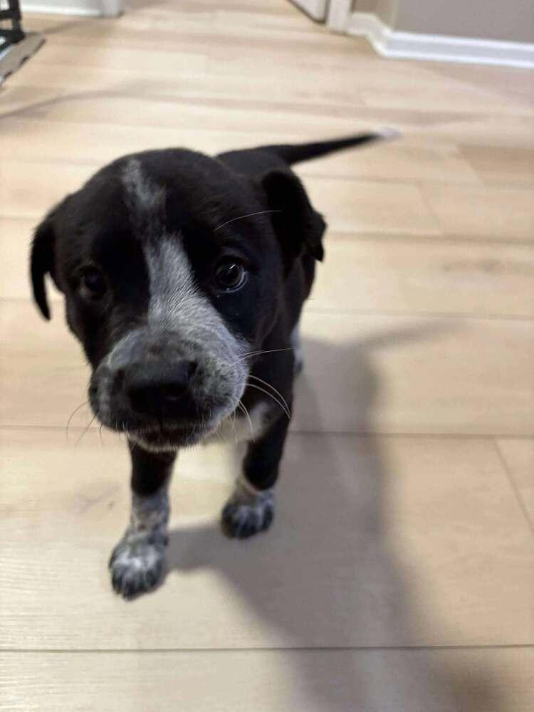 Coffee Crew - Latte - Release date 1/30/26, a Adoptable mixed breed in Sumter, SC image 3/6