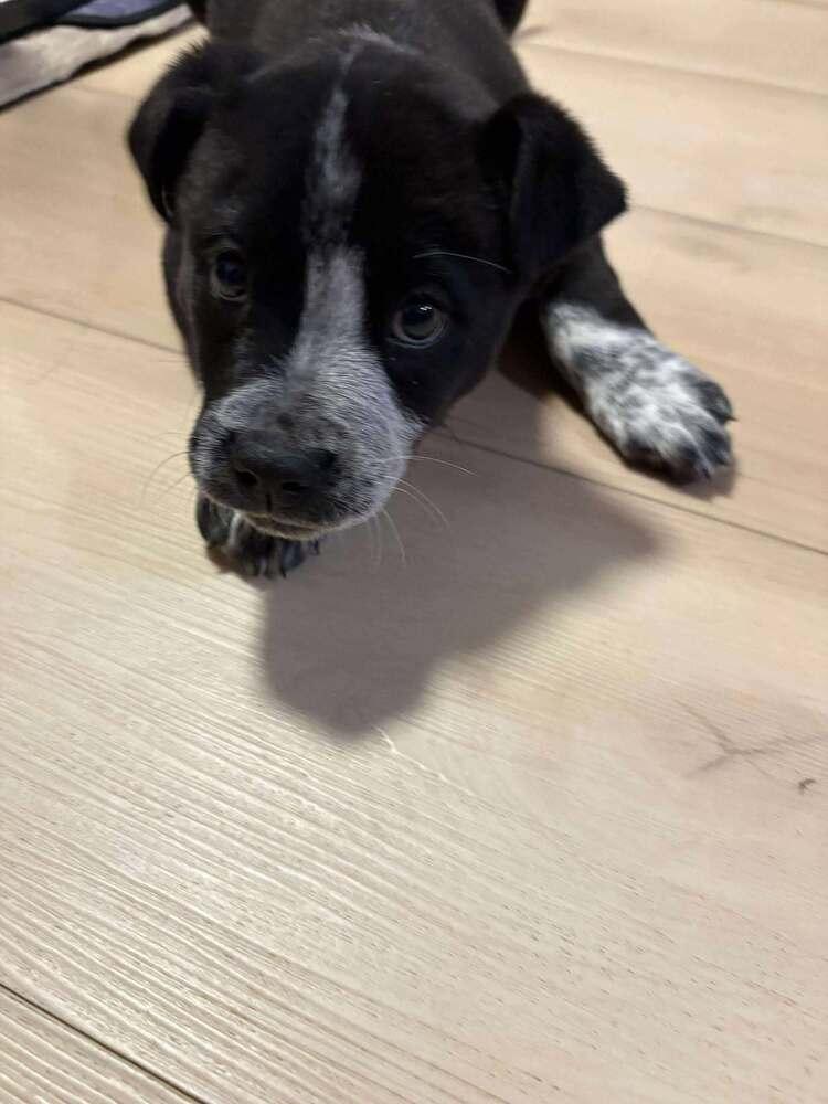 Coffee Crew - Latte - Release date 1/30/26, a Adoptable mixed breed in Sumter, SC image 4/6