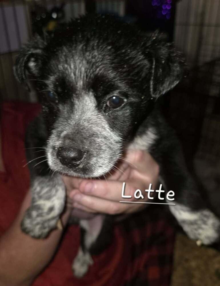 Coffee Crew - Latte - Release date 1/30/26, a Adoptable mixed breed in Sumter, SC image 5/6