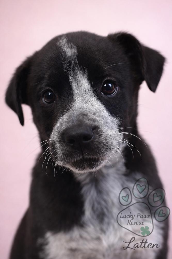 Coffee Crew - Latte - Release date 1/30/26, a Adoptable mixed breed in Sumter, SC image 6/6