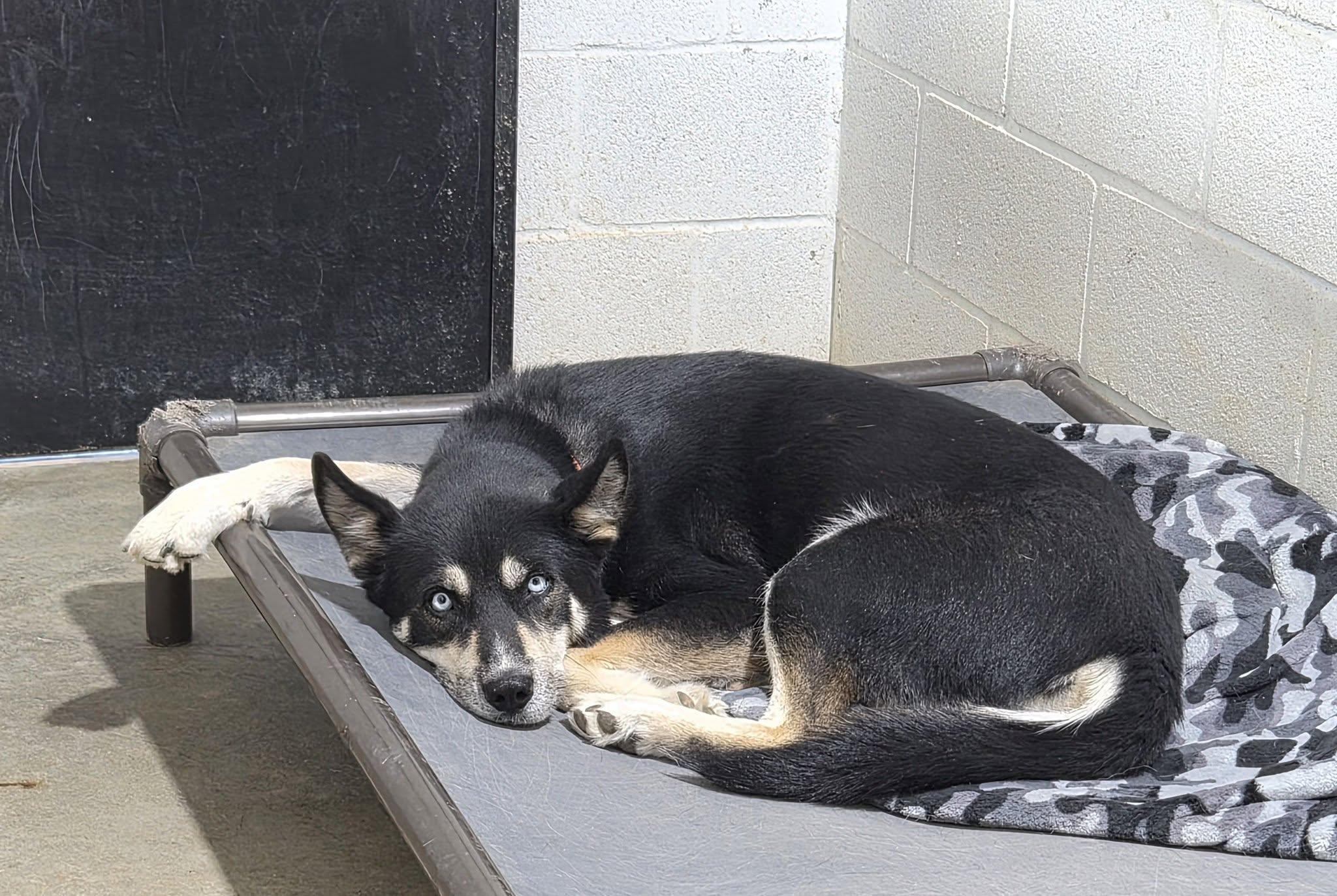 Enlarge Molly, a Adoptable mixed breed in Montague, TX image 2/4