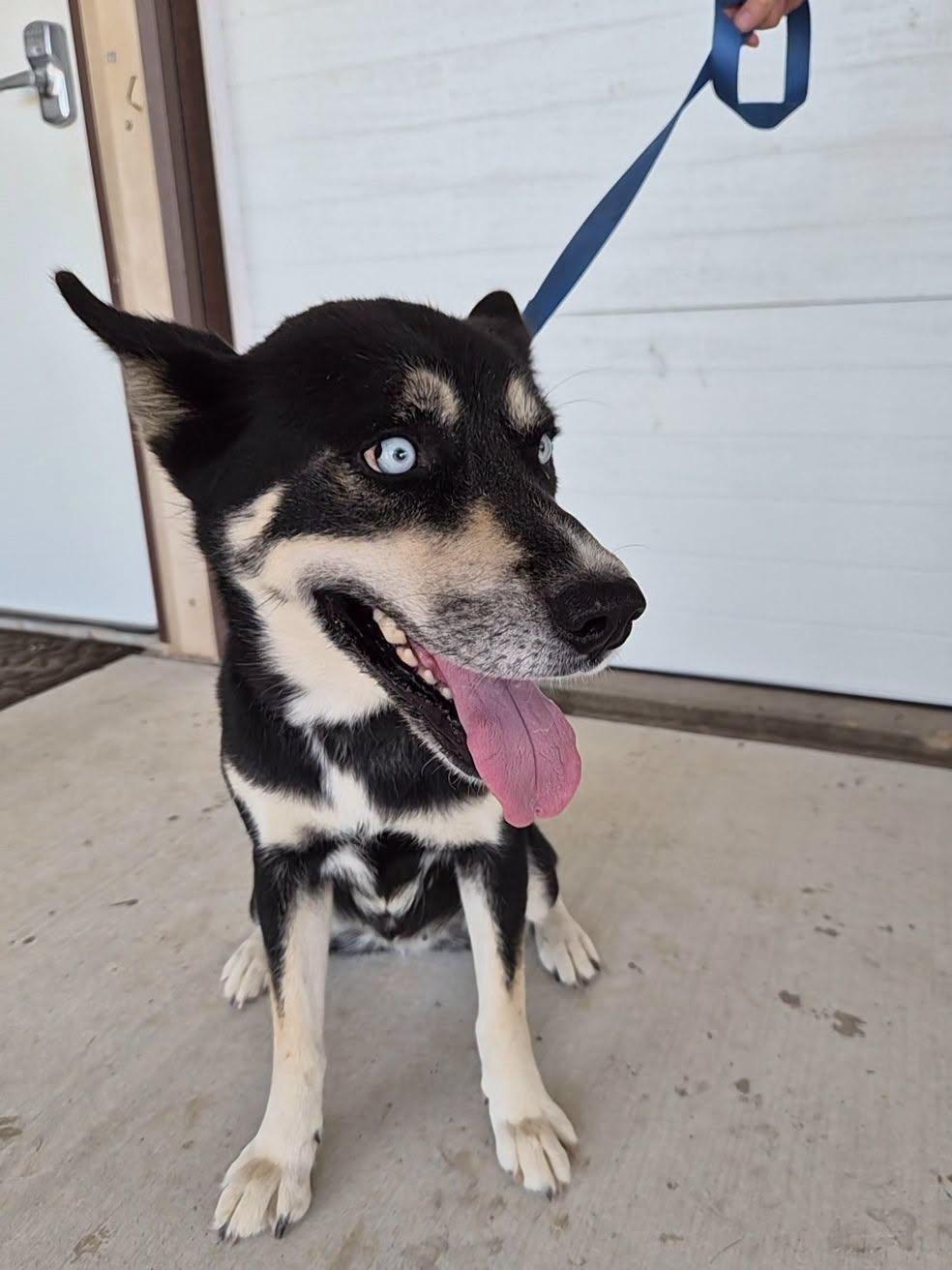 Enlarge Molly, a Adoptable mixed breed in Montague, TX image 3/4