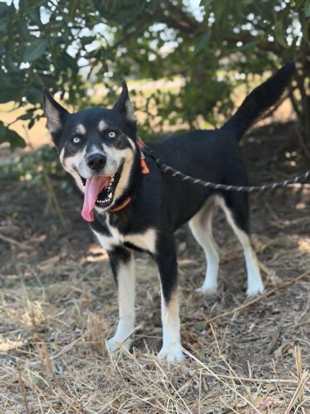 Molly, Adoptable, Adult Female Husky.