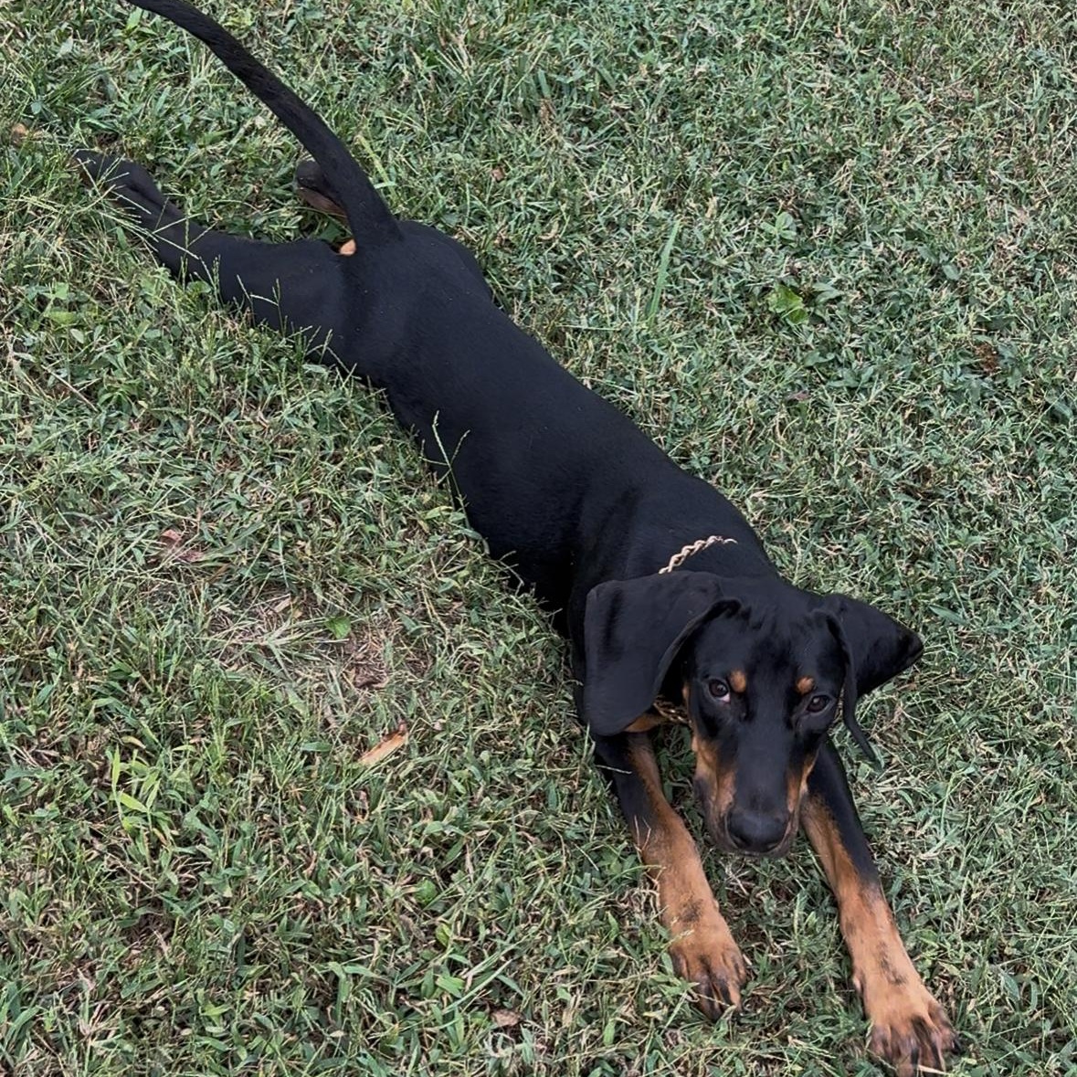 Elvis, Adoptable, Young Male Black and Tan Coonhound.