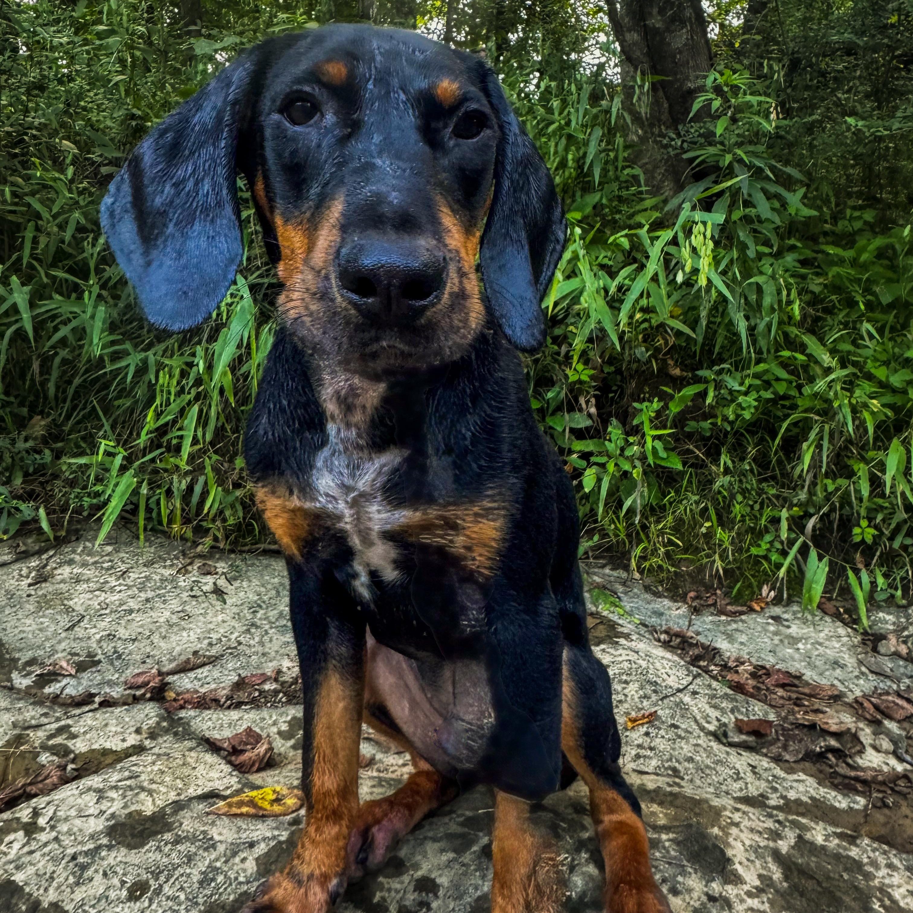 Enlarge Elvis, a Adoptable mixed breed in Quakertown, PA image 3/4