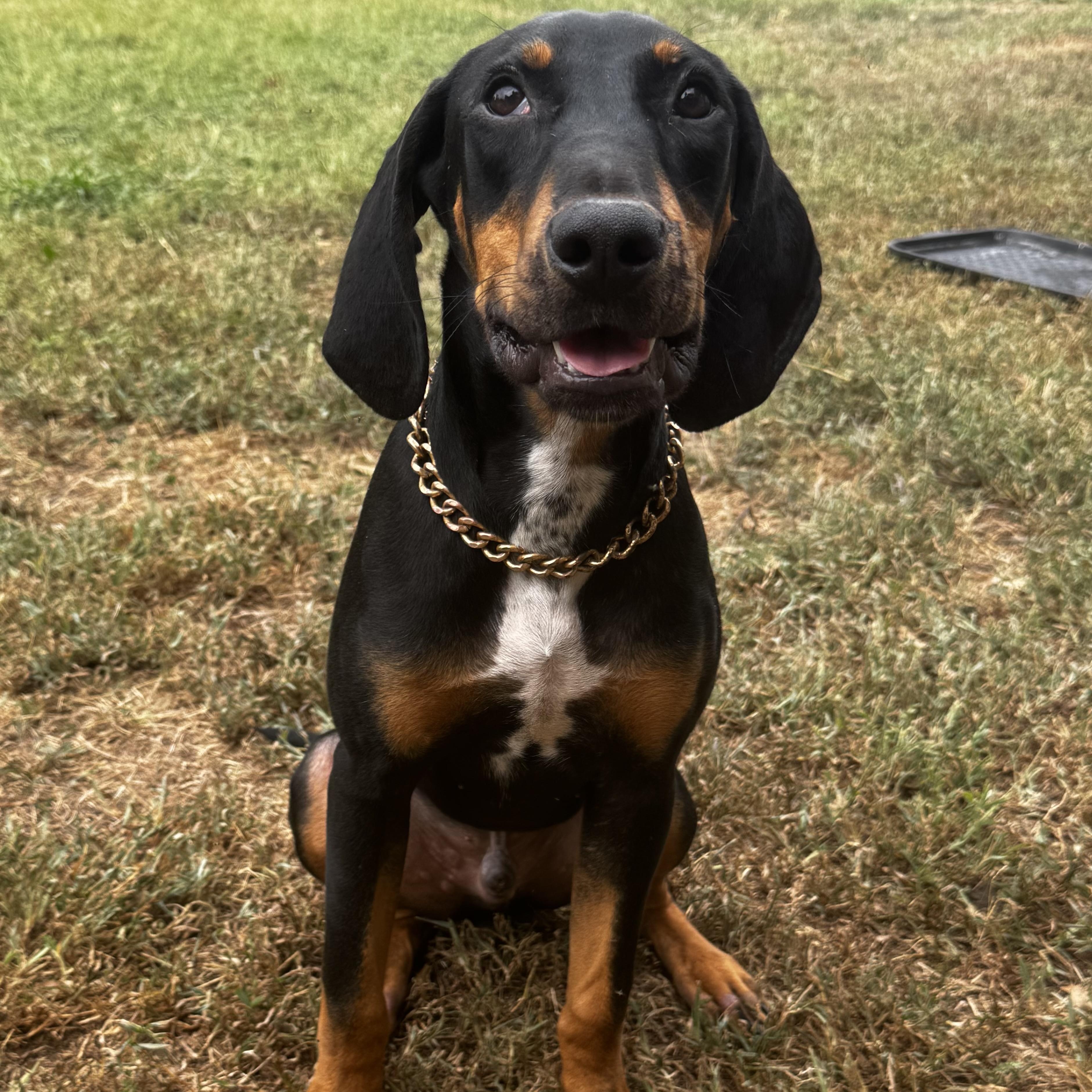 Enlarge Elvis, a Adoptable mixed breed in Quakertown, PA image 4/4