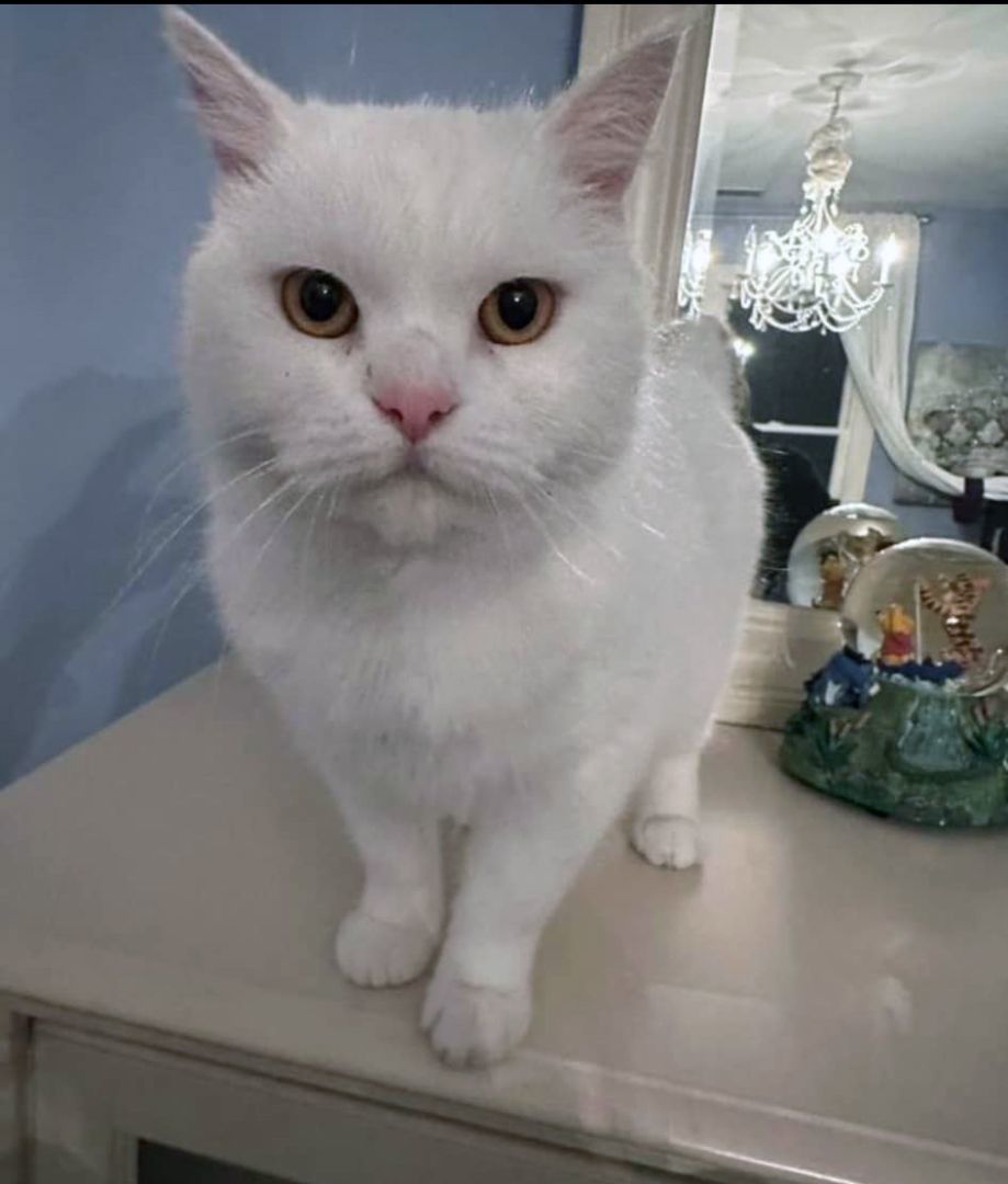 Snowball