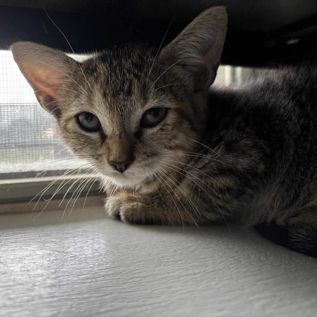 Demotion, Adoptable, Kitten Female Domestic Short Hair.