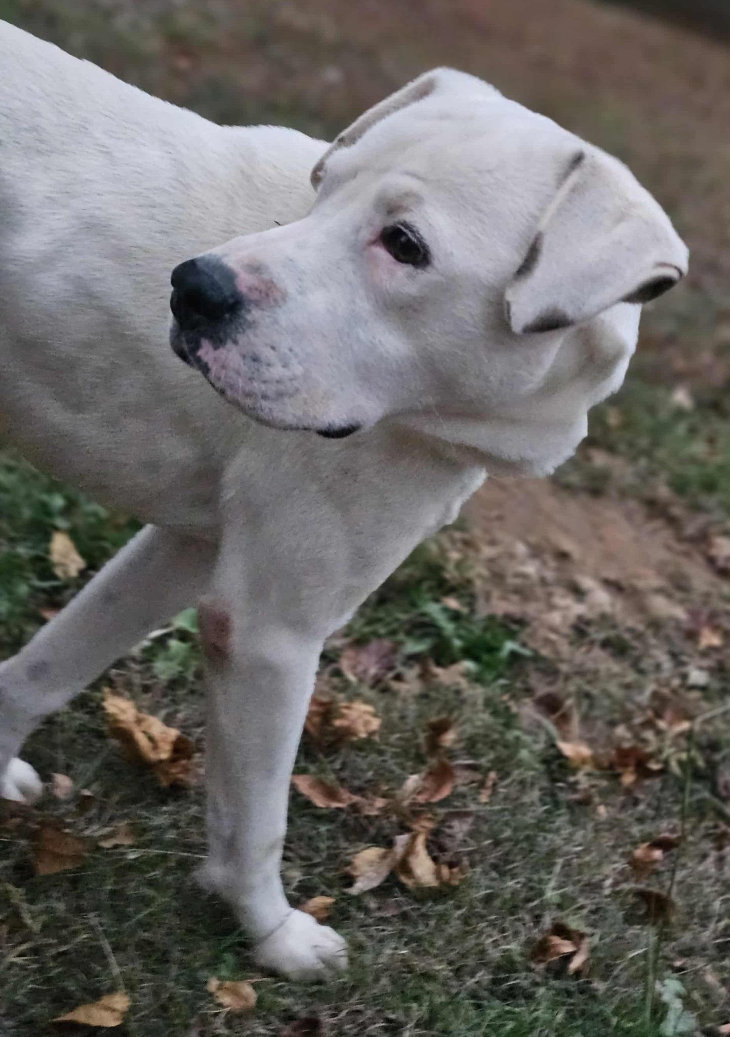 Enlarge Beau, a Adoptable mixed breed in Fort Payne, AL image 1/6