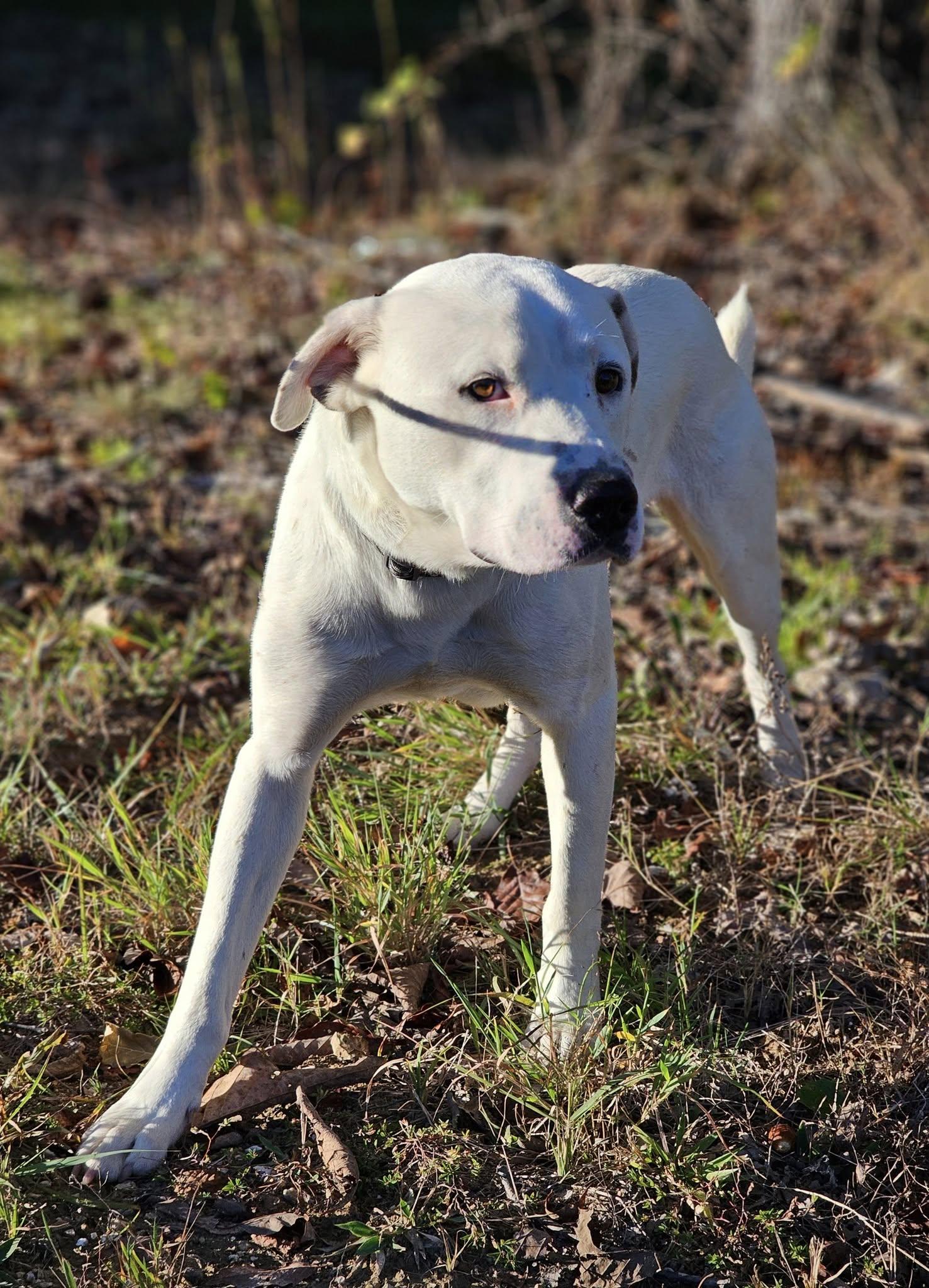 Enlarge Beau, a Adoptable mixed breed in Fort Payne, AL image 3/6