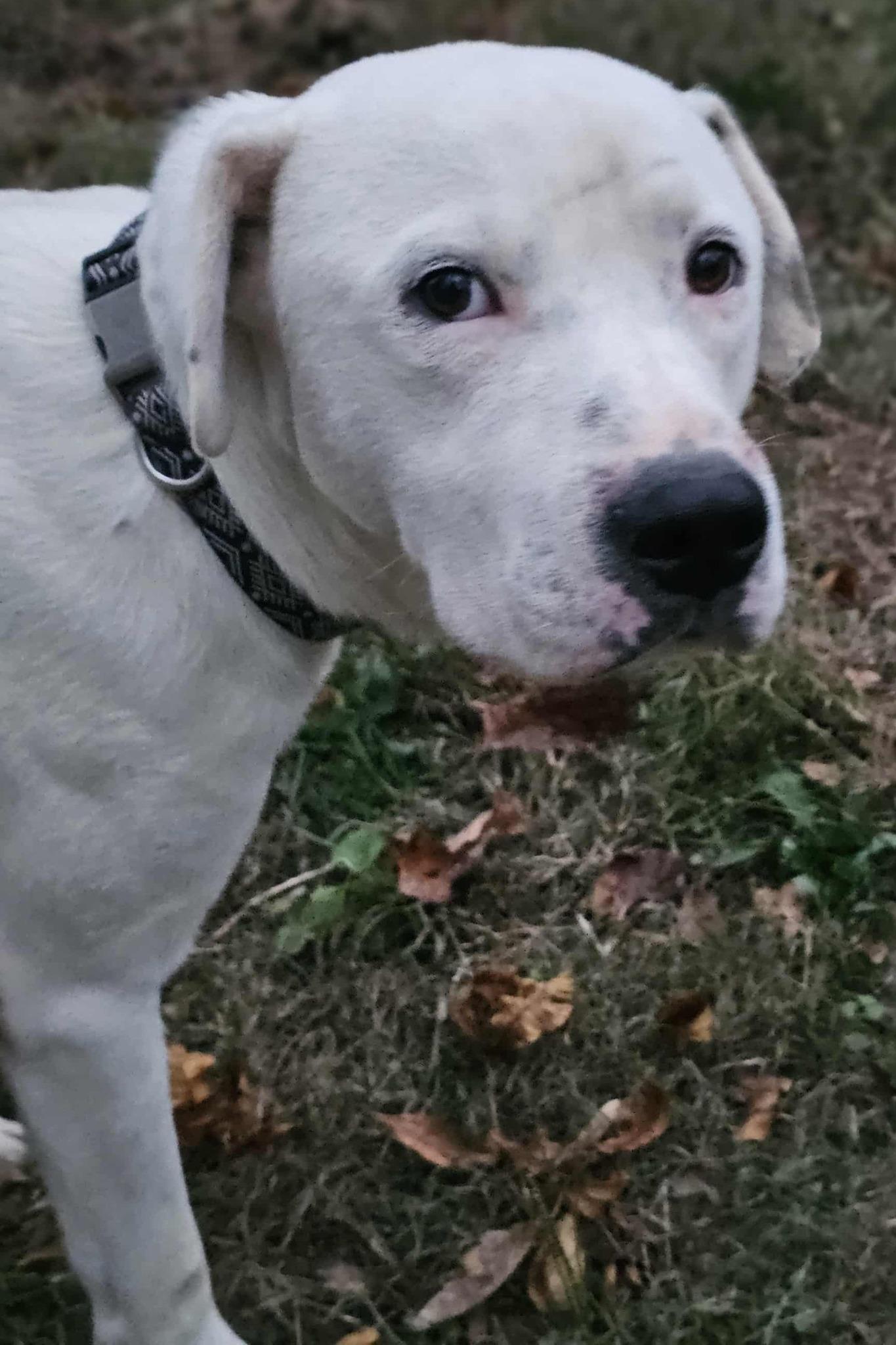Enlarge Beau, a Adoptable mixed breed in Fort Payne, AL image 4/6