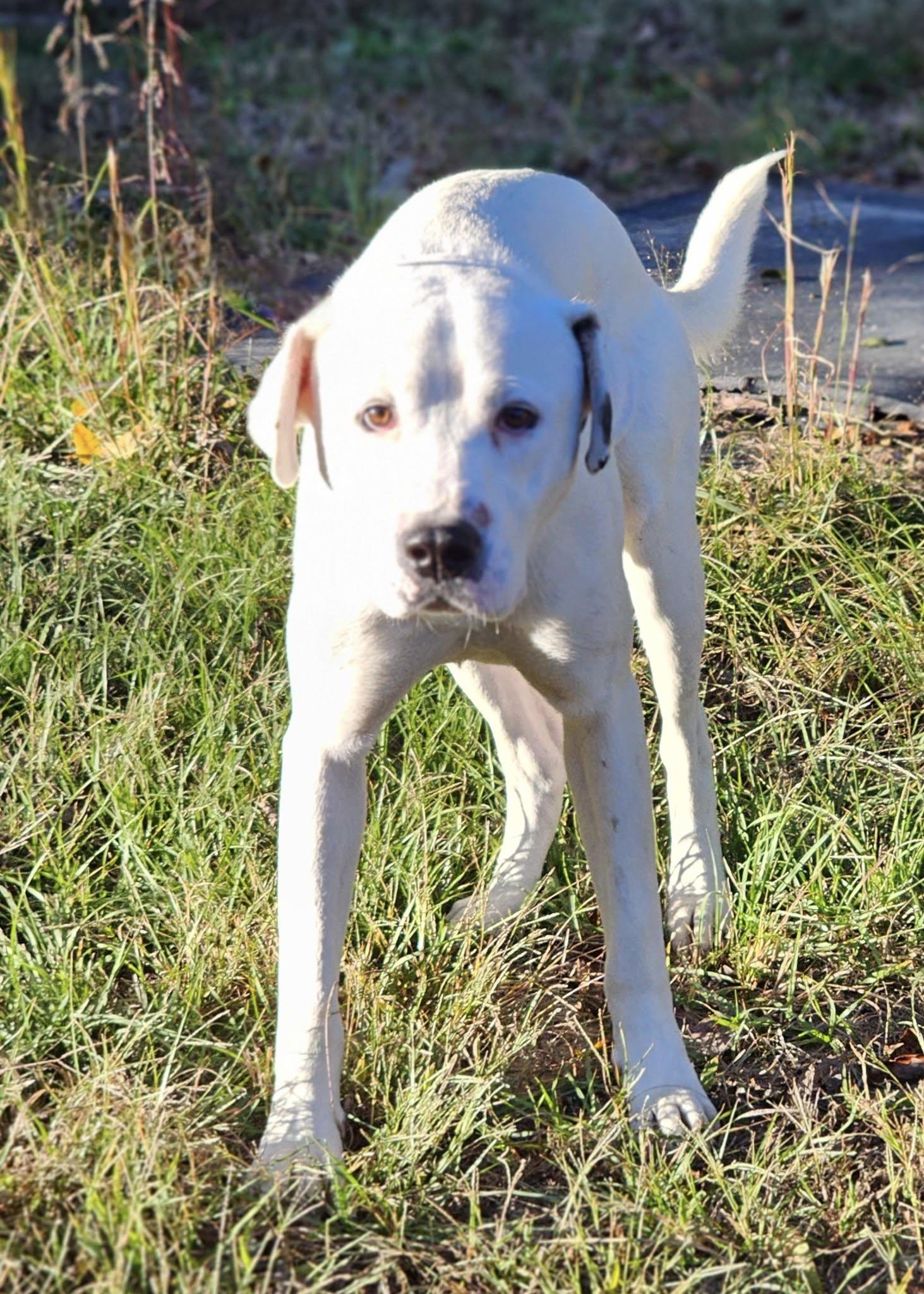Enlarge Beau, a Adoptable mixed breed in Fort Payne, AL image 5/6