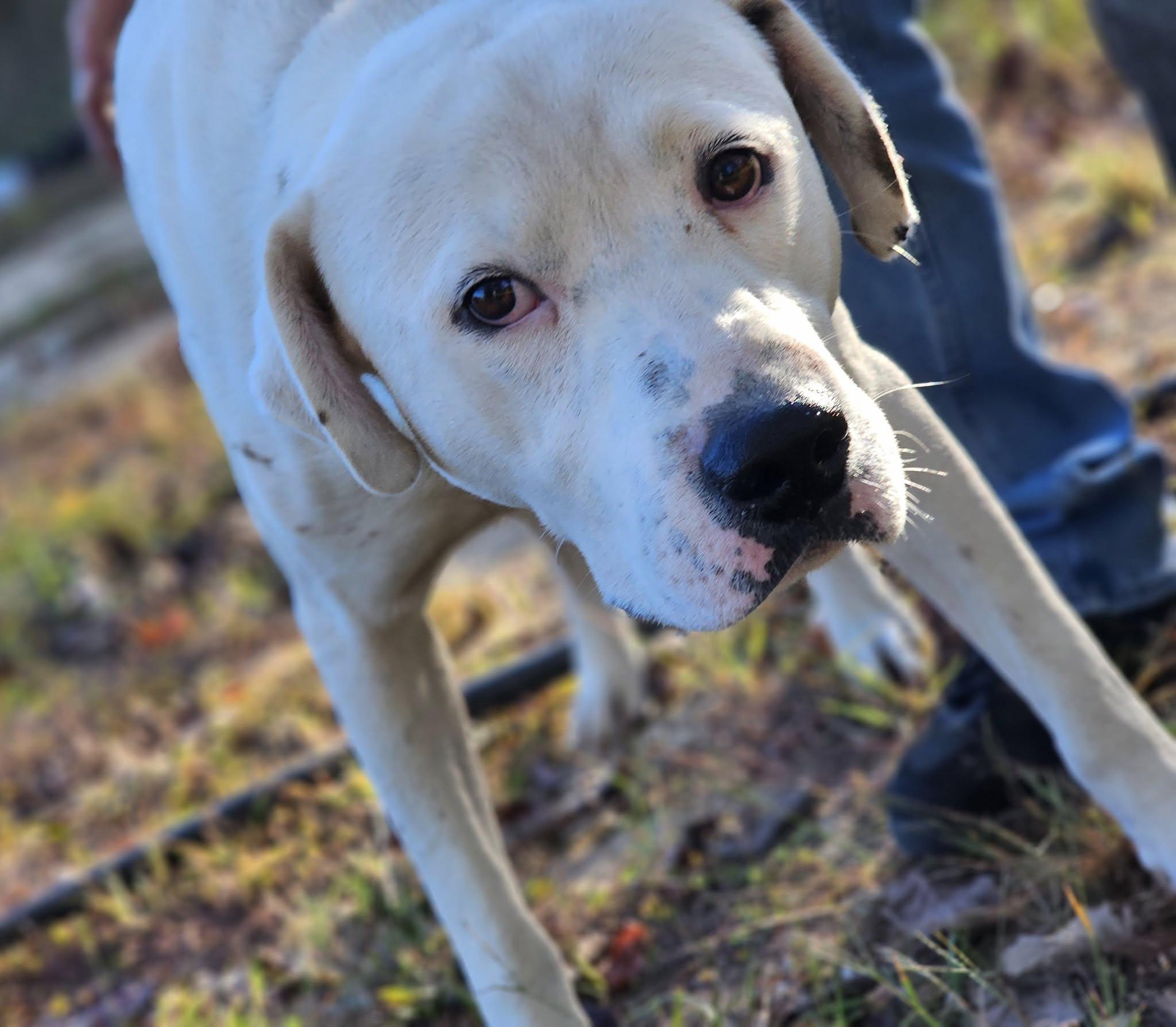 Enlarge Beau, a Adoptable mixed breed in Fort Payne, AL image 6/6