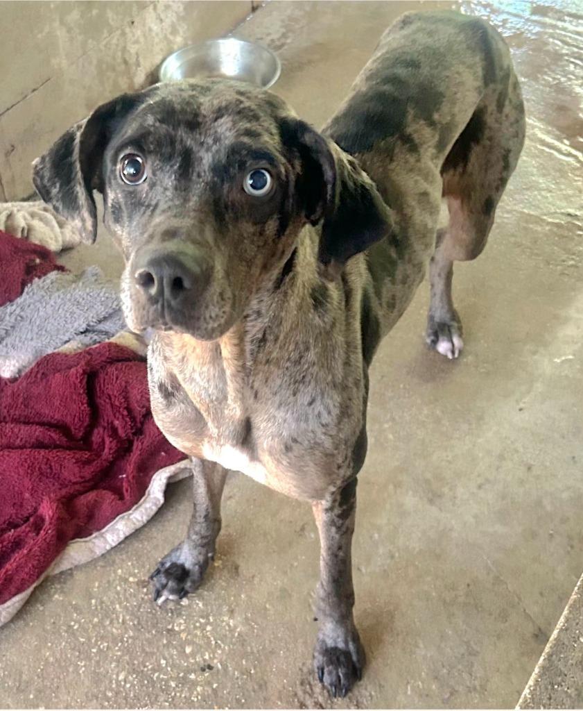 Millie — thumbnail 4