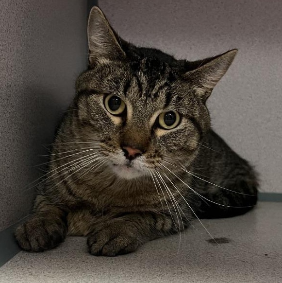 Milton, ADOPTABLE, Adult Male Domestic Short Hair.