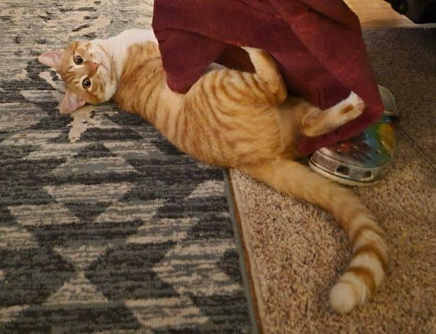 Sycamore, ADOPTABLE, Adult Male Domestic Short Hair.