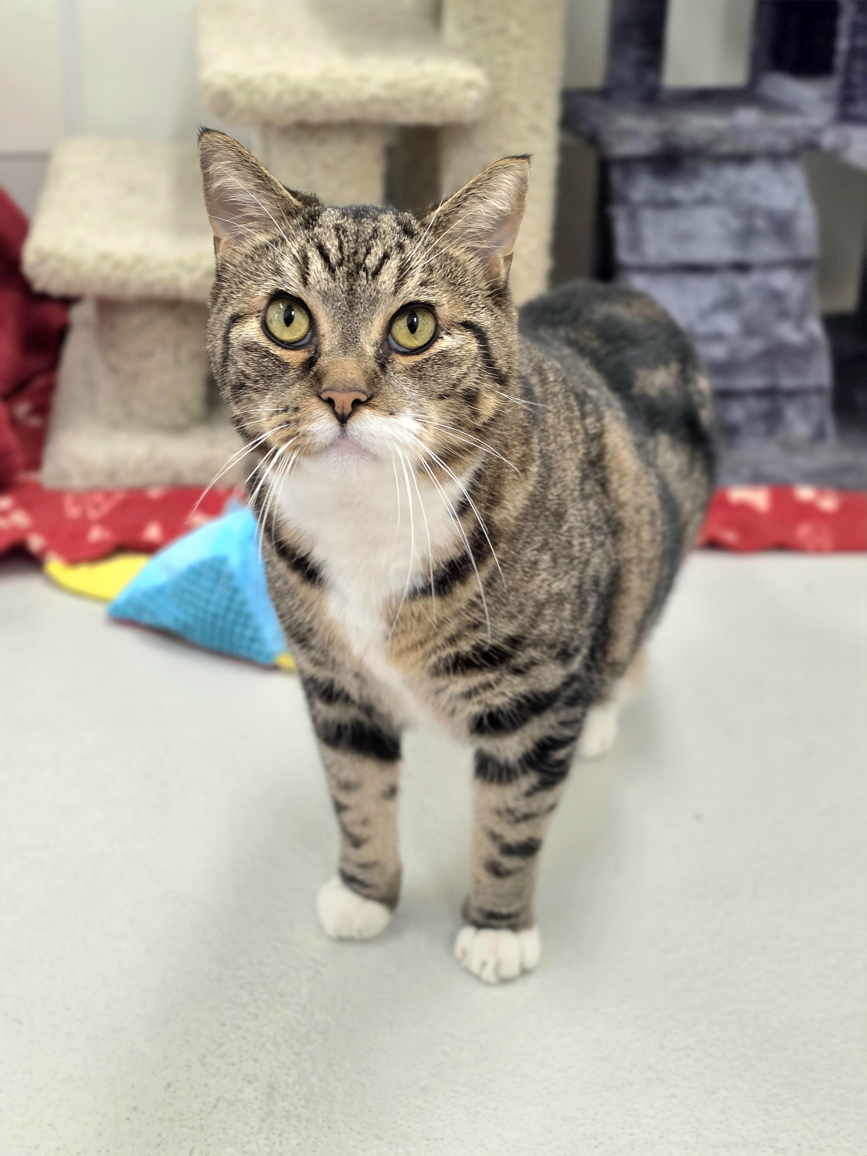 Enlarge Mister Man, a Adoptable Domestic Short Hair in New Hope, PA image 1/3