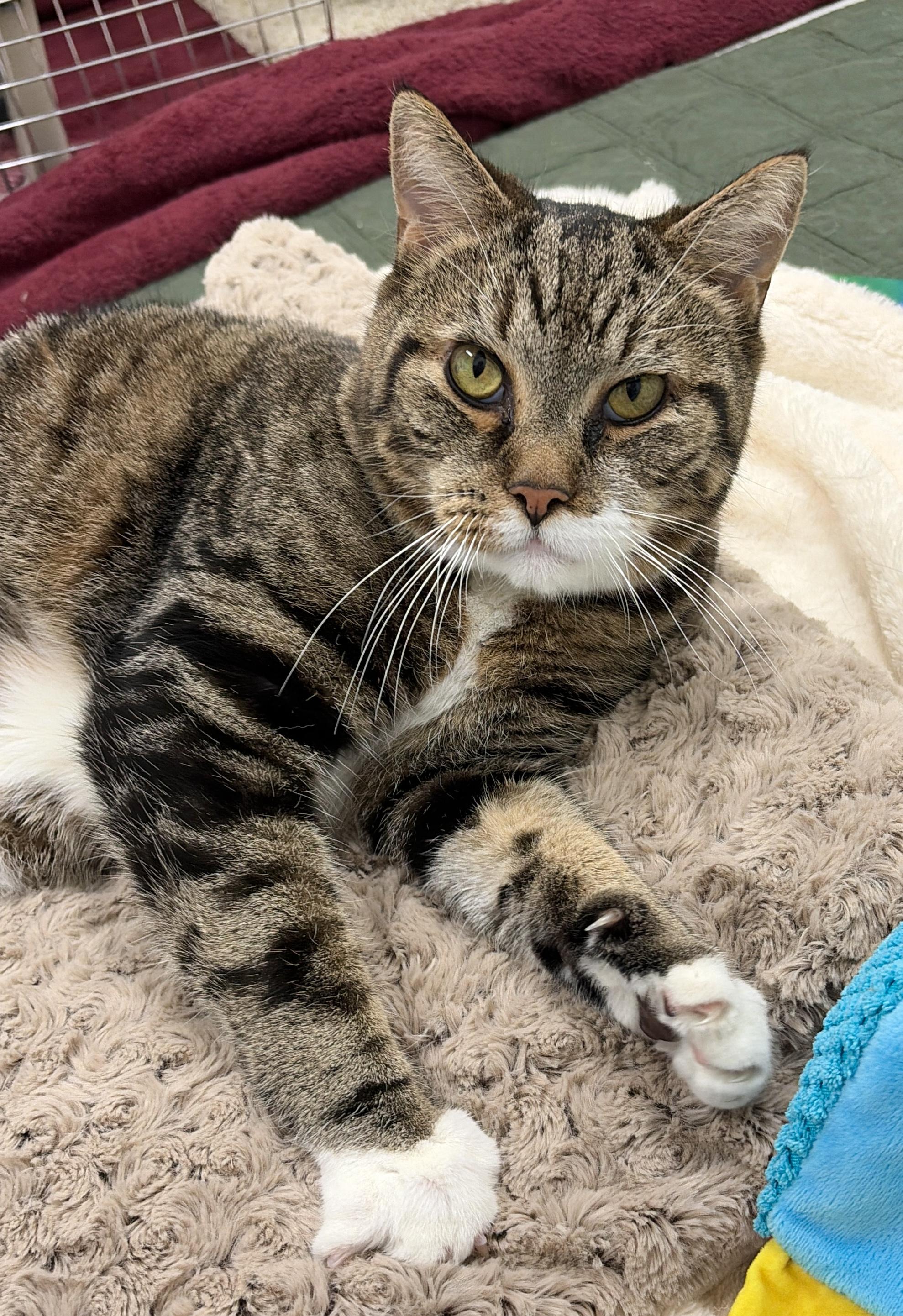 Enlarge Mister Man, a Adoptable Domestic Short Hair in New Hope, PA image 3/3
