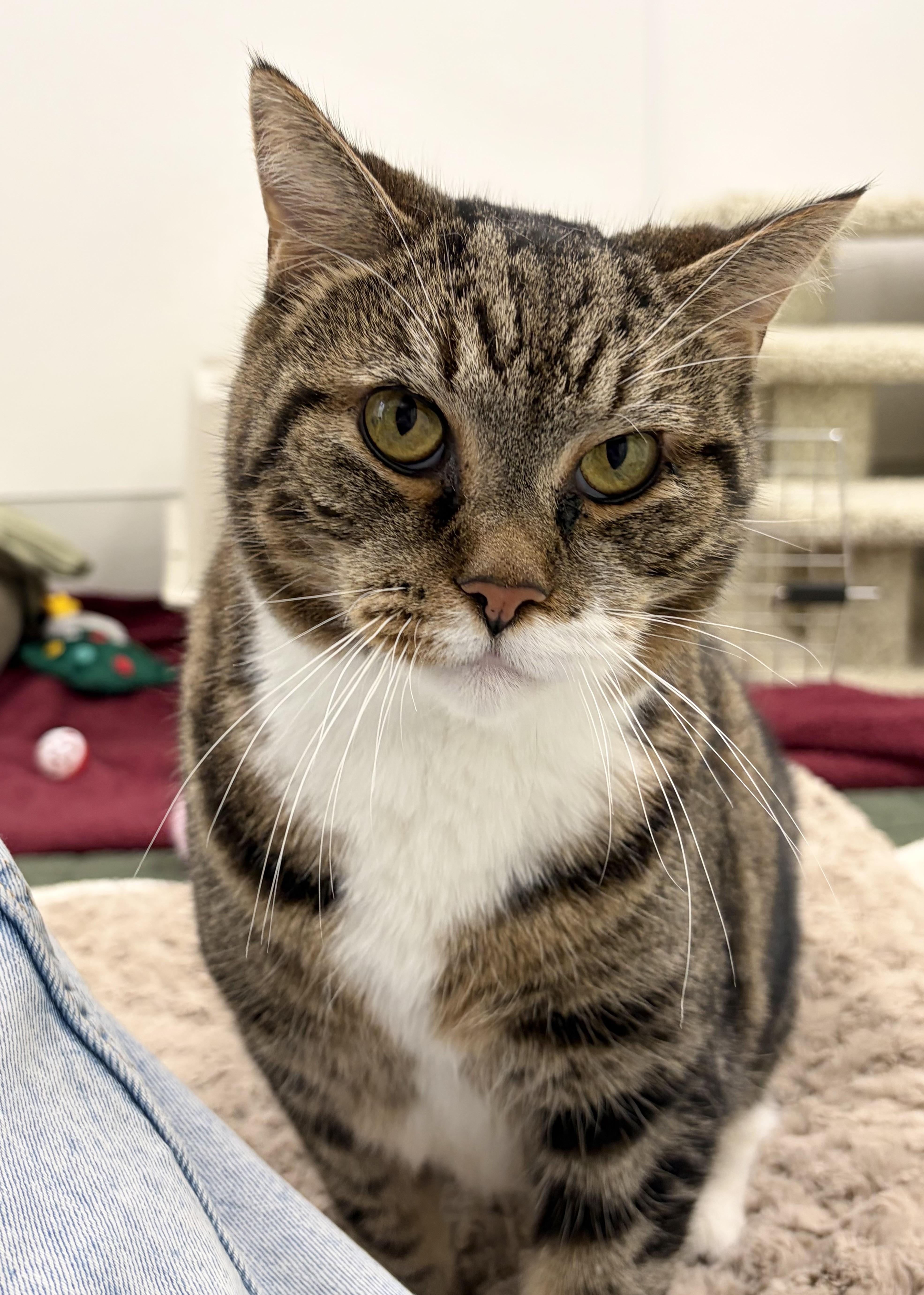 Enlarge Mister Man, a Adoptable Domestic Short Hair in New Hope, PA image 2/3