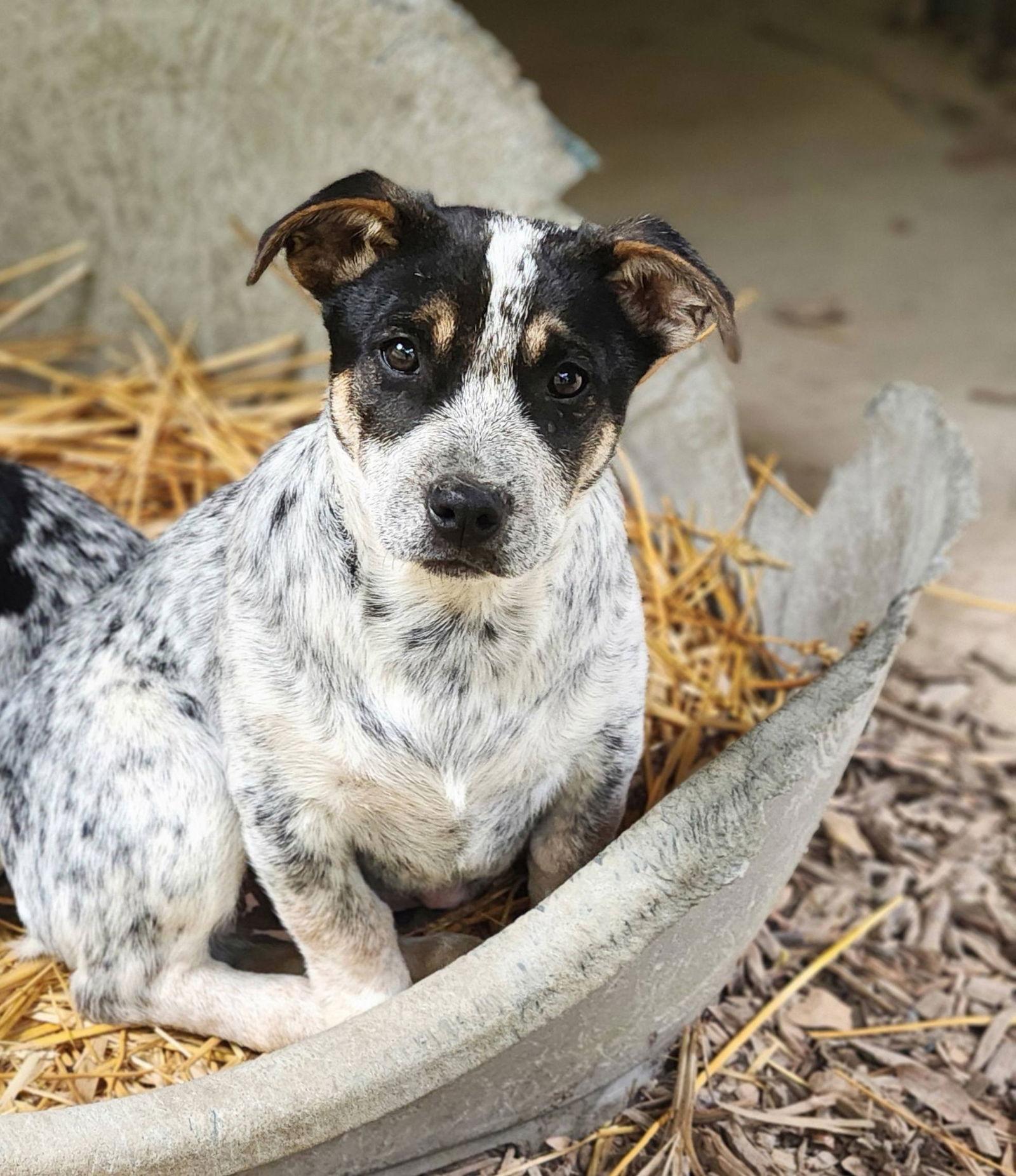 Enlarge Buck, a Adopted Australian Cattle Dog / Blue Heeler in Paso Robles, CA image 1/3