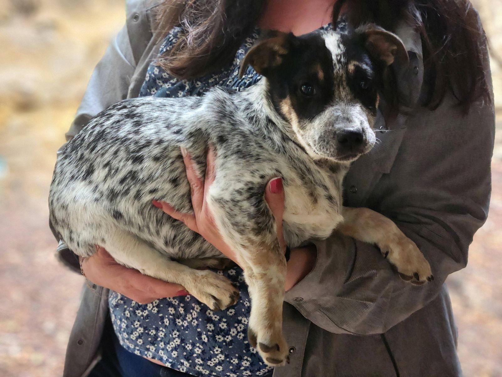 Enlarge Buck, a Adopted Australian Cattle Dog / Blue Heeler in Paso Robles, CA image 2/3