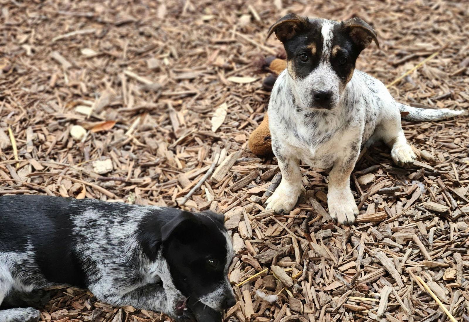 Enlarge Buck, a Adopted Australian Cattle Dog / Blue Heeler in Paso Robles, CA image 3/3