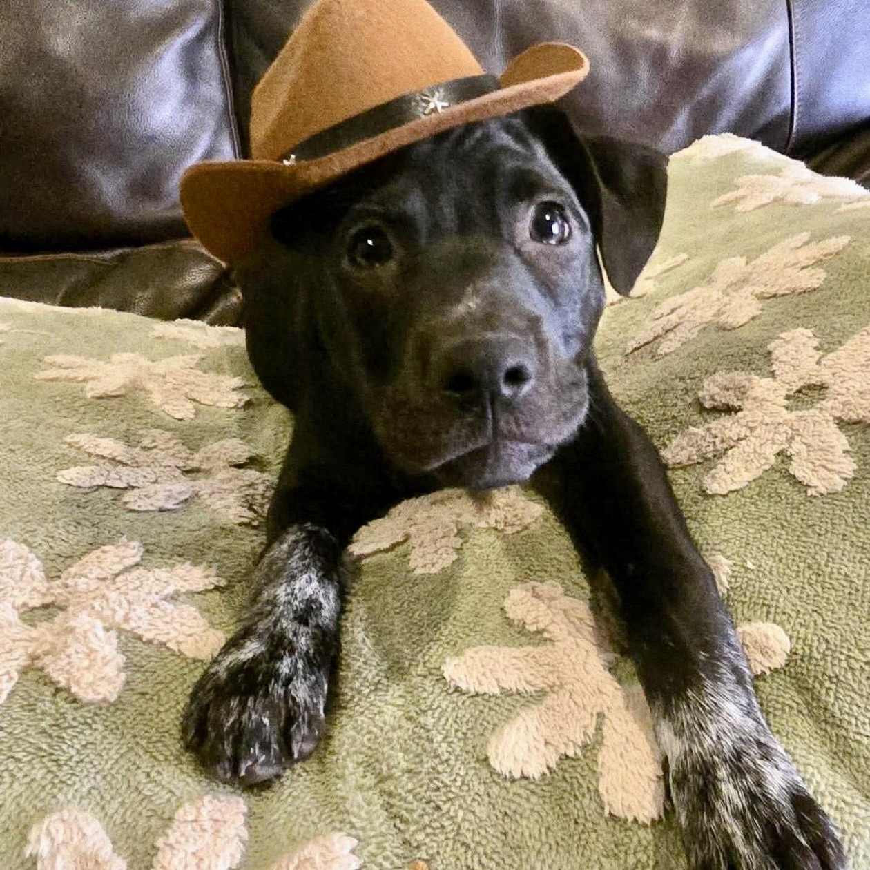 Enlarge Doodad , a ADOPTABLE mixed breed in Pelham, NH image 2/6