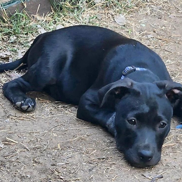 Enlarge Doodad , a ADOPTABLE mixed breed in Pelham, NH image 3/6