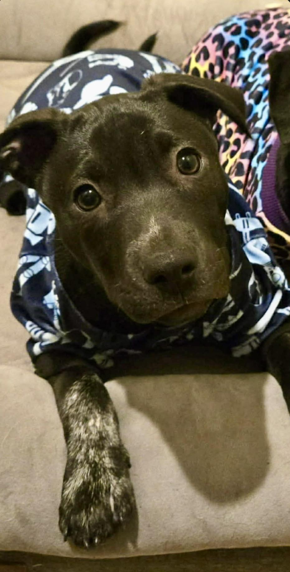 Enlarge Doodad , a ADOPTABLE mixed breed in Pelham, NH image 5/6