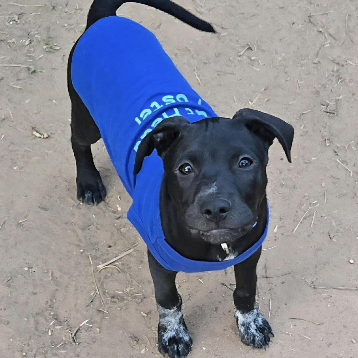 Enlarge Doodad , a ADOPTABLE mixed breed in Pelham, NH image 1/6
