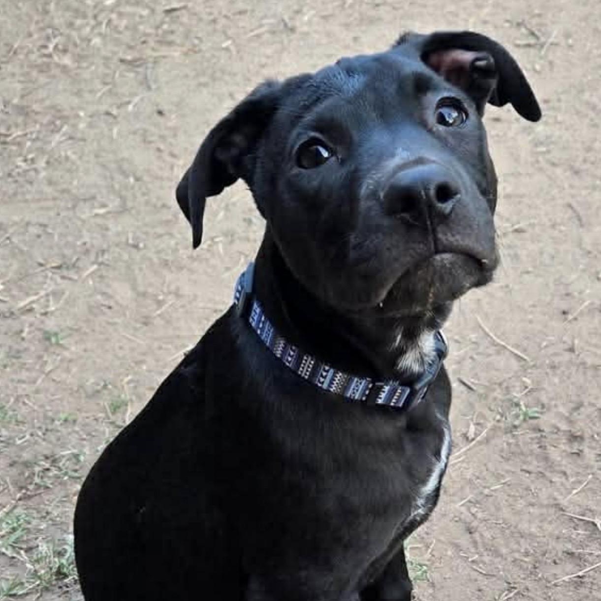 Enlarge Doodad , a ADOPTABLE mixed breed in Pelham, NH image 4/6