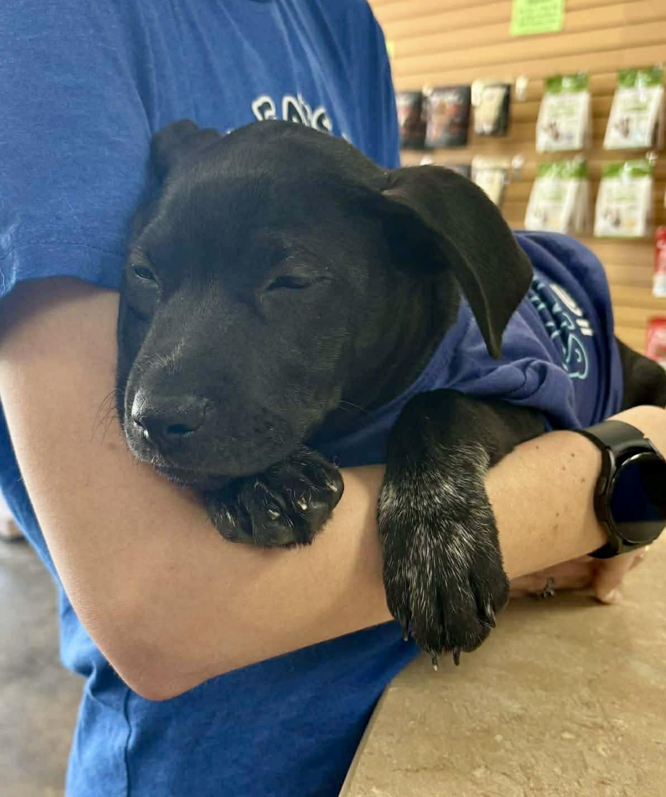 Enlarge Doodad , a ADOPTABLE mixed breed in Pelham, NH image 6/6